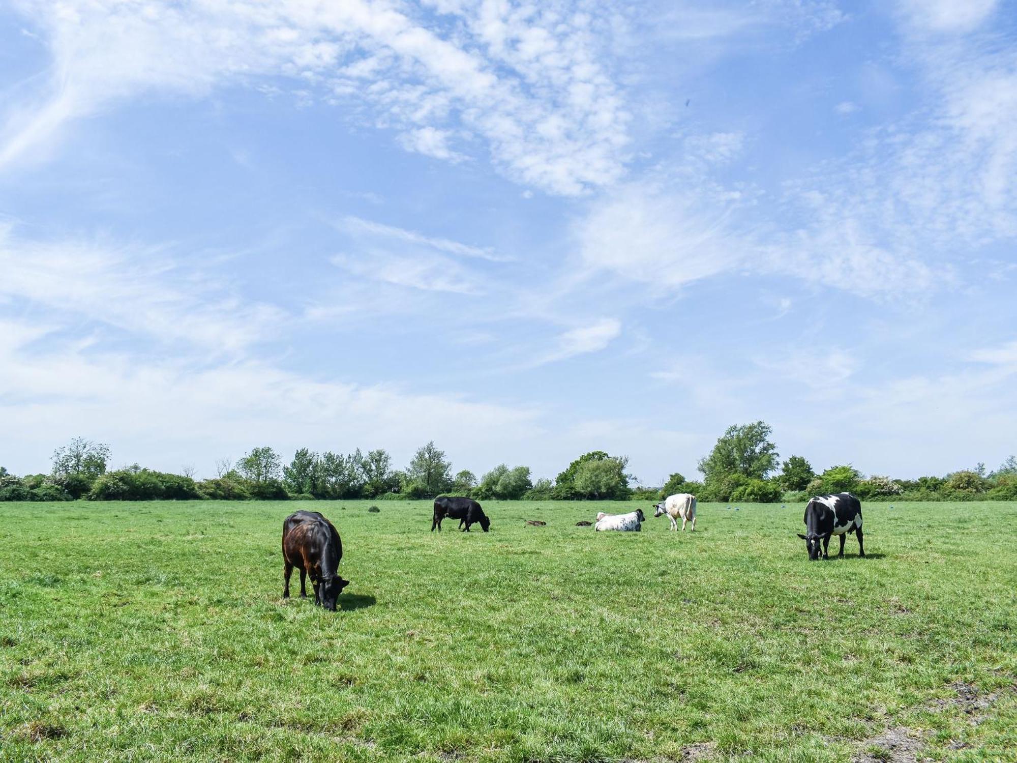 Green Acre Farm Ely Bagian luar foto