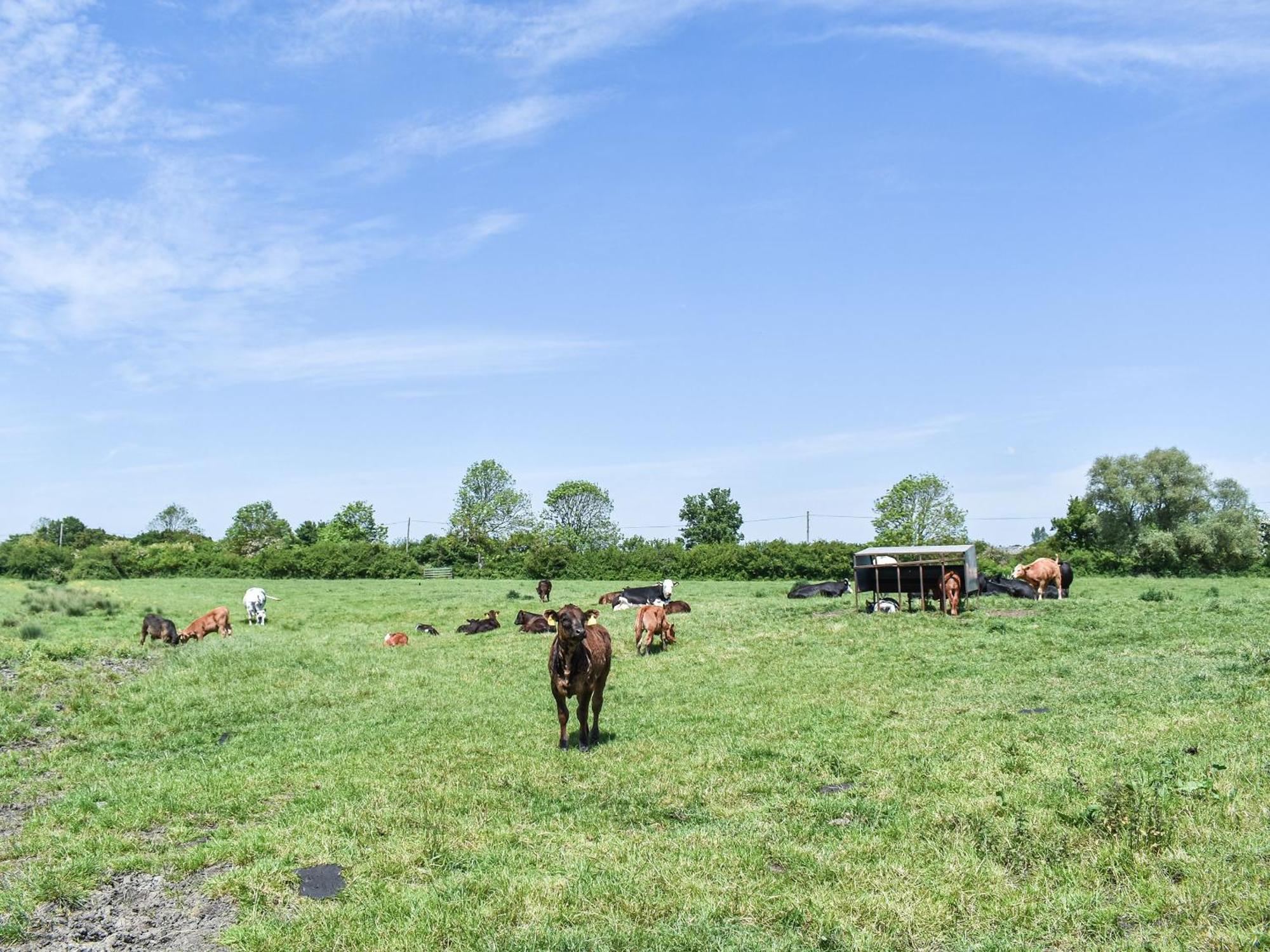 Green Acre Farm Ely Bagian luar foto