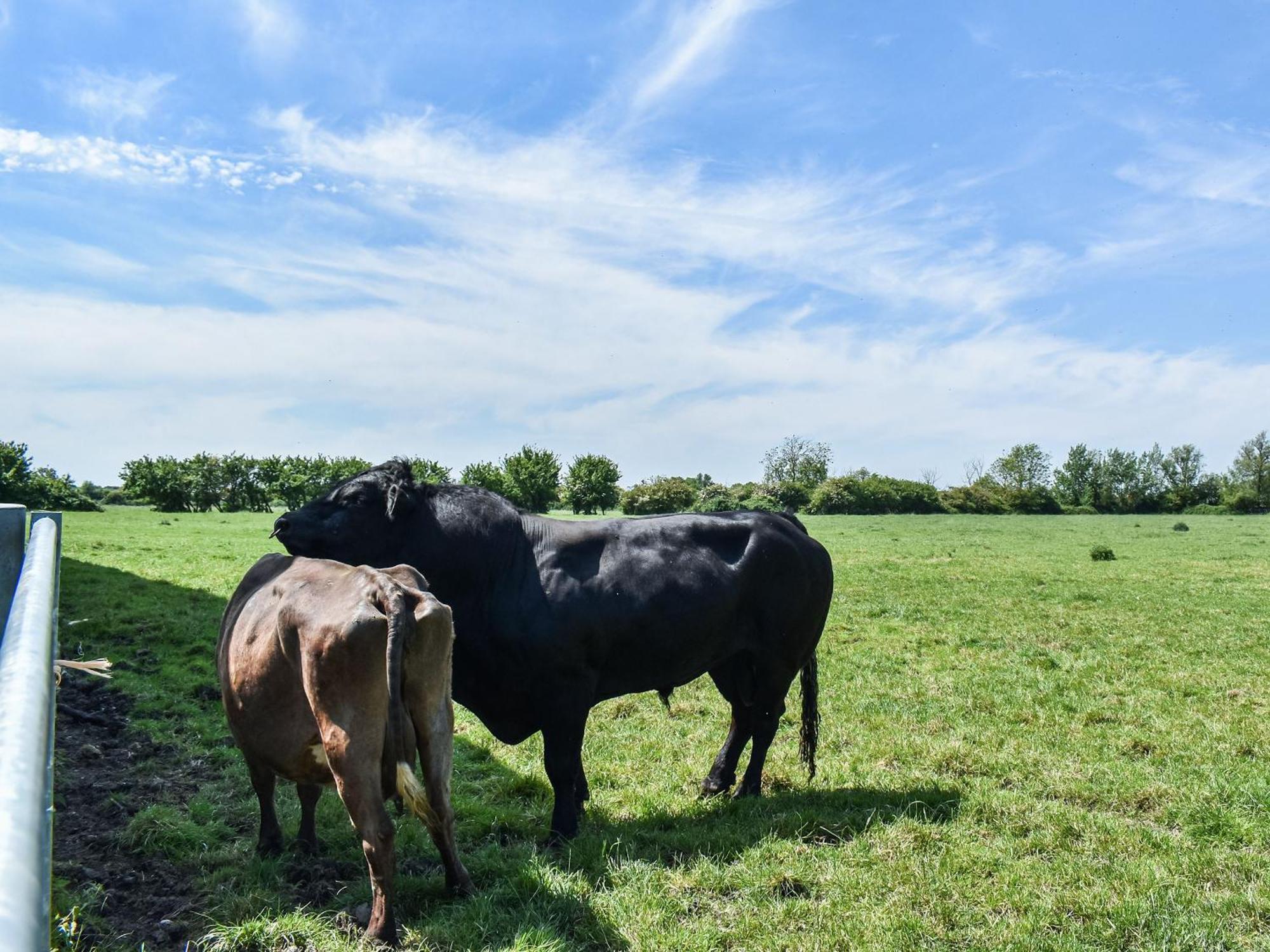 Green Acre Farm Ely Bagian luar foto